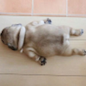 Meet your Posher, Robin